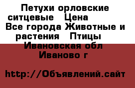 Петухи орловские ситцевые › Цена ­ 1 000 - Все города Животные и растения » Птицы   . Ивановская обл.,Иваново г.